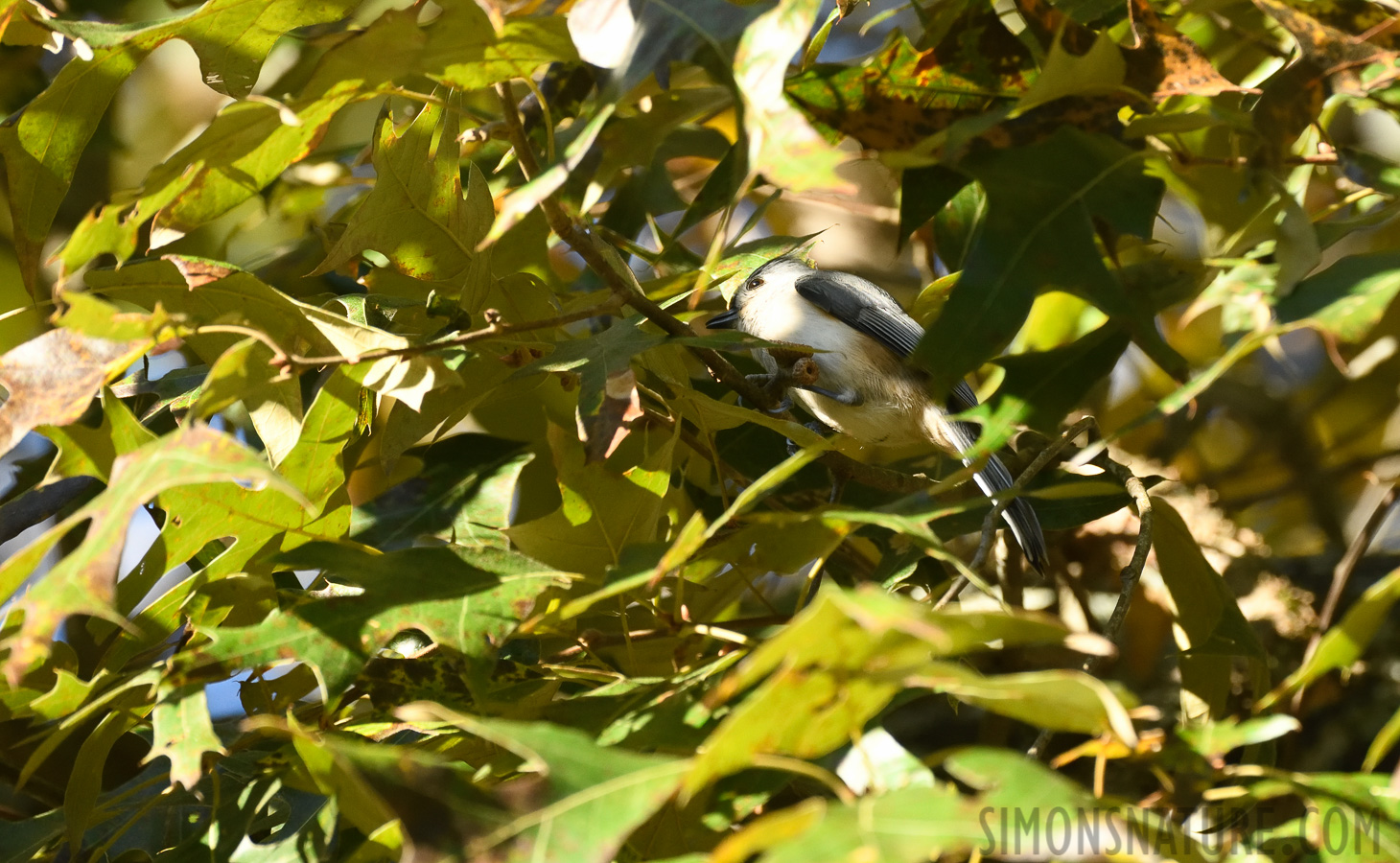 Baeolophus bicolor [400 mm, 1/800 sec at f / 7.1, ISO 1600]